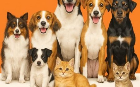 Universal Sompo Extends Insurance Coverage to Pets